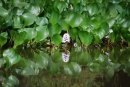 Vodný hyacint